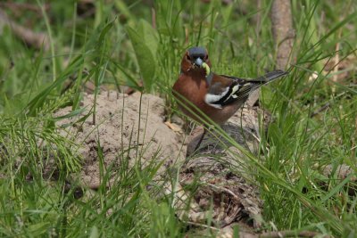 Vink