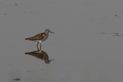 Bosruiter - Wood Sandpiper