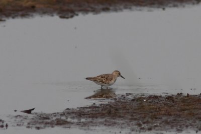 Temmincks Strandloper