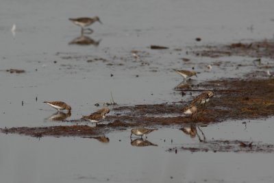 Temmincks Strandloper