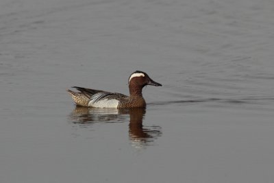 Zomertaling - Garganey