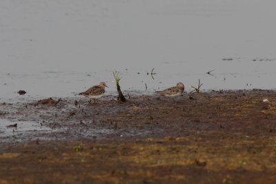 Temmincks Strandloper