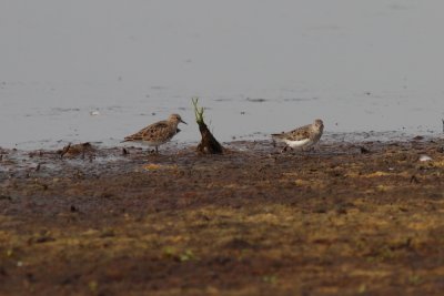 Temmincks Strandloper
