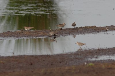 Temmincks Strandloper