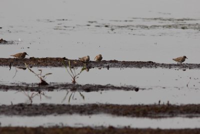 Temmincks Strandloper