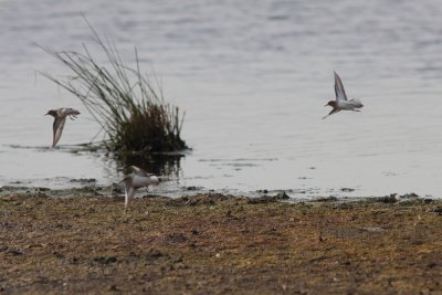 Temmincks Strandloper - Temminck's Stint