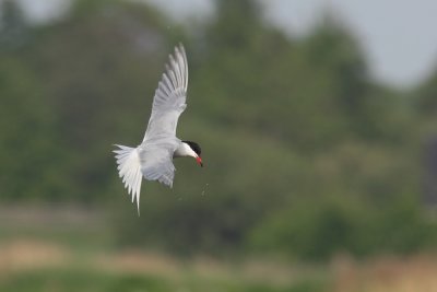 Visdief