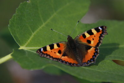 Kleine Vos - Small Tortoiseshell