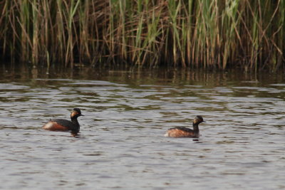 Geoorde Fuut - Black-necked Grebe