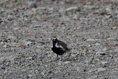 Goudplevier - Golden Plover
