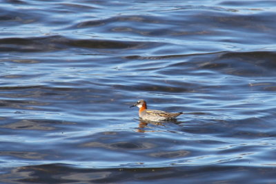 Grauwe Franjepoot - Red-necked Phalarope
