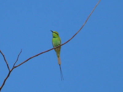 Groene Bijeneter - Blue-cheeked Bee-eater