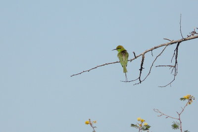 Groene Bijeneter