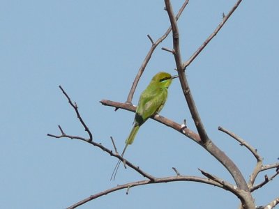 Groene Bijeneter - Blue-cheeked Bee-eater