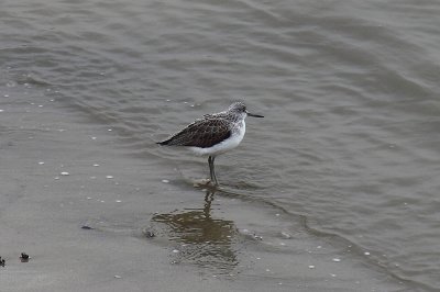 Groenpootruiter - Greenshank