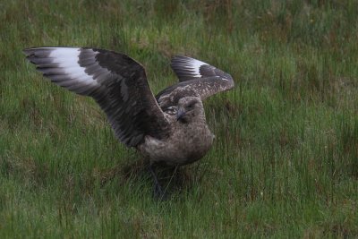 Grote Jager - Great Skua
