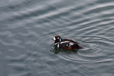 Harlekijneend - Harlequin Duck
