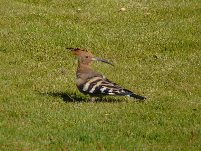 Hop - Hoopoe