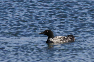 IJsduiker - Great Northern Diver