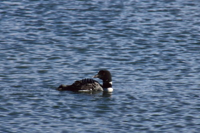 IJsduiker - Great Northern Diver