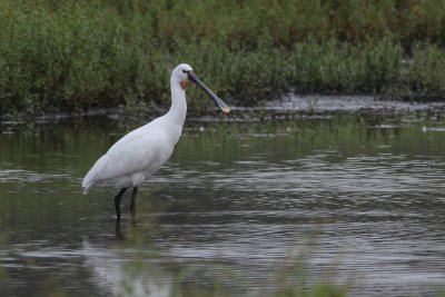 Lepelaar - Spoonbill