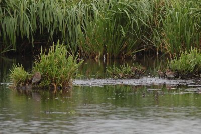 Watersnip