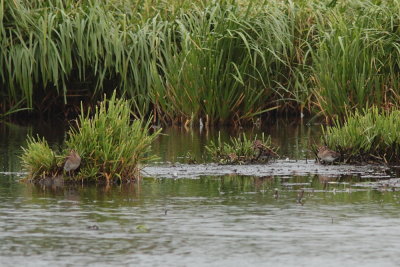 Watersnip