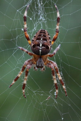 Spinnen - Spiders