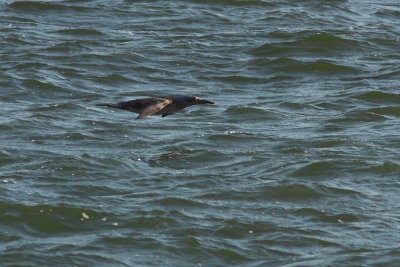 Jan-van-Gent - Gannet