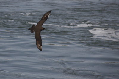 Kleine Jager - Arctic Skua