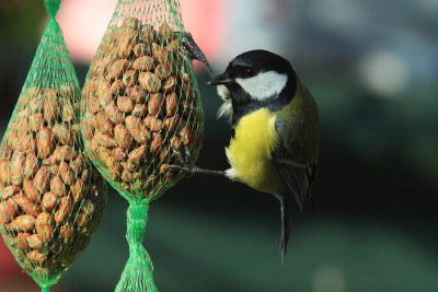 Koolmees - Great Tit