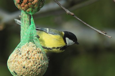 Koolmees - Great Tit