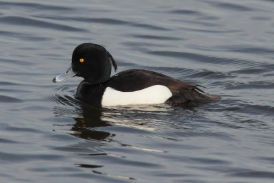 Kuifeend - Tufted Duck