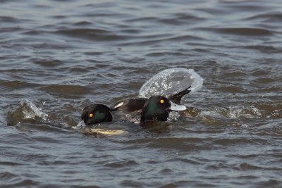 Kuifeend - Tufted Duck