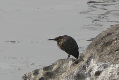 Kwak - Black-crowned Night Heron