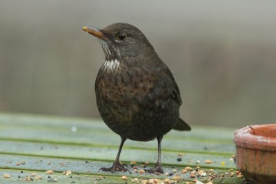 Merel - Common Blackbird