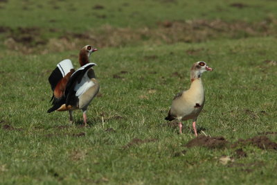 Nijlgans - Egyptian Goose