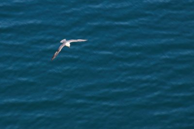Noordse Stormvogel - Fulmar