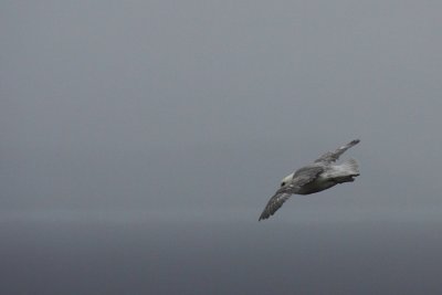 Noordse Stormvogel - Fulmar