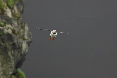 Papagaaiduiker - Atlantic Puffin