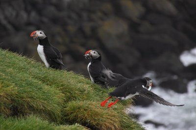 Papagaaiduiker - Atlantic Puffin