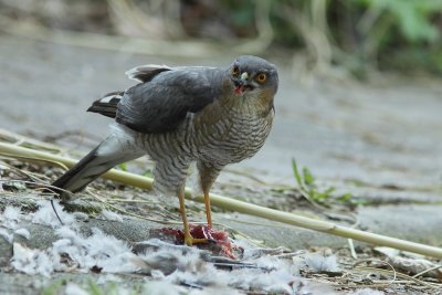 Sperwer - Sparrowhawk