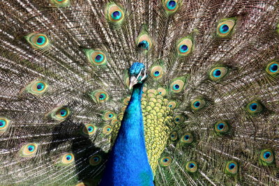 Blauwe Pauw