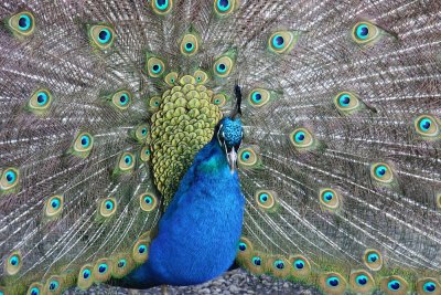 Blauwe Pauw