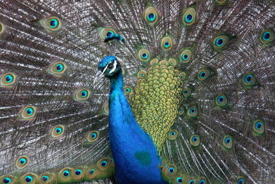 Blauwe Pauw