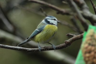 Pimpelmees - Blue Tit