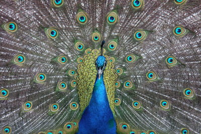 Blauwe Pauw
