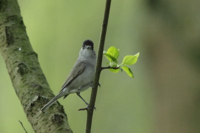 Zwartkop - Blackcap