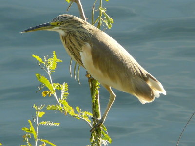 Ralreiger - Squacco Heron