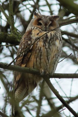 Ransuil - Long-eared owl